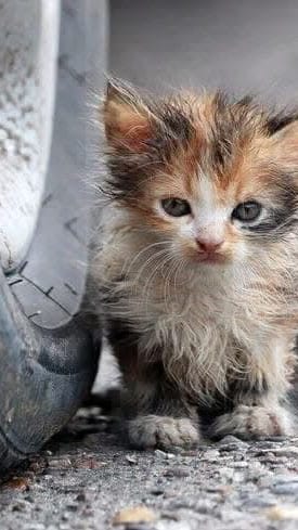 stray kitten