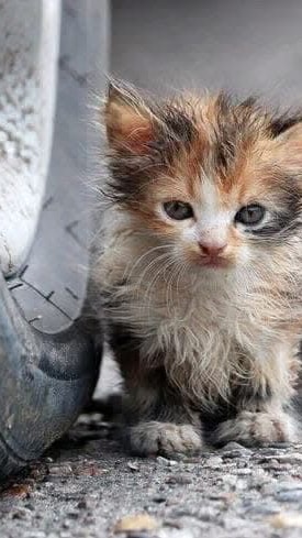 stray kitten